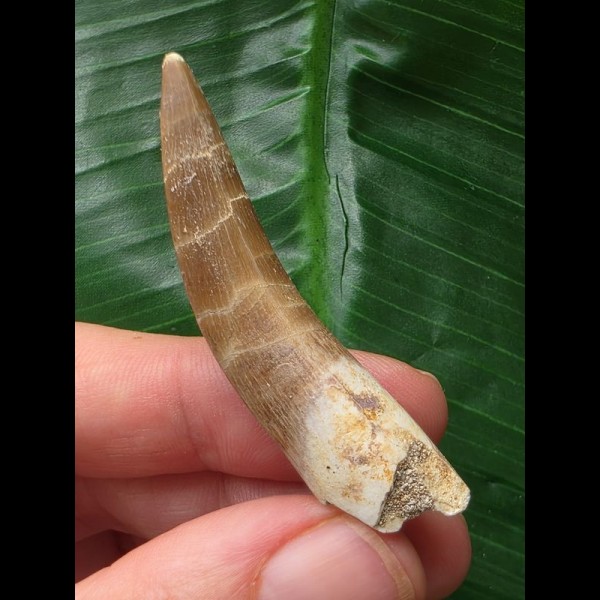 5,2 cm gebogener Zahn des Zarafasaurus (Plesiosaurier) 5,2 cm gebogener Zahn des Zarafasaurus (Plesiosaurier)