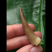 4,8 cm dunkler Zahn des Zarafasaurus (Plesiosaurier)