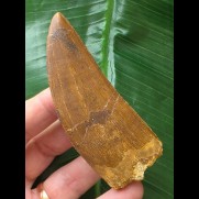 8,5 cm rotbrauner schrafer Zahn des Carcharodontosaurus