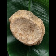 9,5 cm breiter Wirbel des Mosasaurus