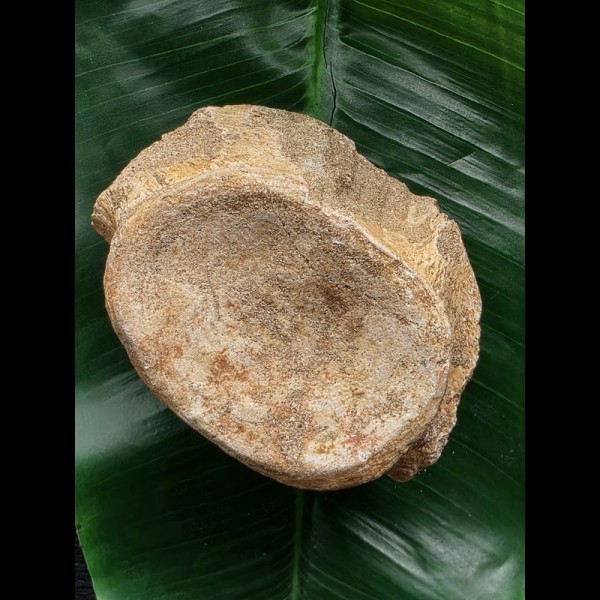 9,5 cm breiter Wirbel des Mosasaurus 9,5 cm breiter Wirbel des Mosasaurus