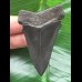 6,2 cm schwarzer Zahn des Mako Hai
