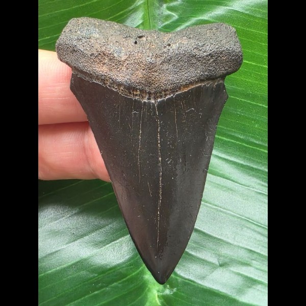 6,2 cm schwarzer Zahn des Mako Hai