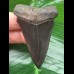6,2 cm schwarzer Zahn des Mako Hai