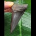6,2 cm schwarzer Zahn des Mako Hai