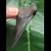 6,2 cm schwarzer Zahn des Mako Hai