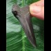 6,2 cm schwarzer Zahn des Mako Hai