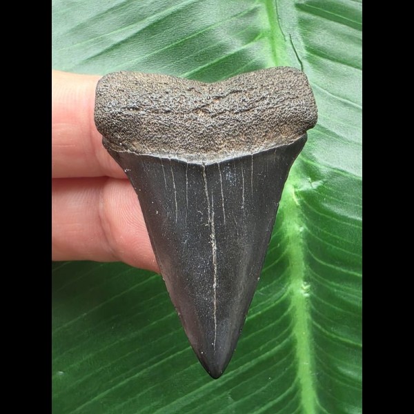4.6 cm dark mako shark tooth