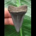 4.6 cm dark mako shark tooth