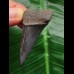 4.6 cm dark mako shark tooth