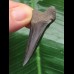 4.6 cm dark mako shark tooth