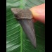 4.6 cm dark mako shark tooth