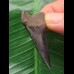 4.6 cm dark mako shark tooth