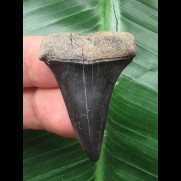 3.7 cm black Mako shark tooth
