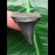 3.5 cm black Mako shark tooth