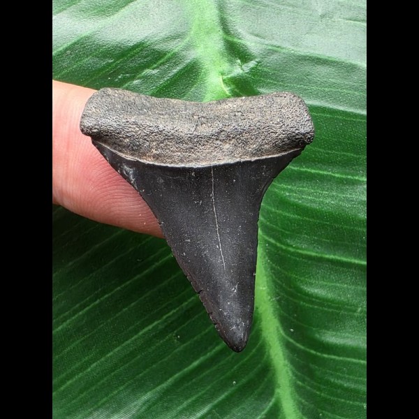 3.5 cm black Mako shark tooth