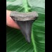 3.5 cm black Mako shark tooth