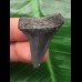3.5 cm black Mako shark tooth