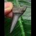 3.5 cm black Mako shark tooth