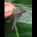3.5 cm black Mako shark tooth