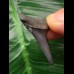 3.5 cm black Mako shark tooth