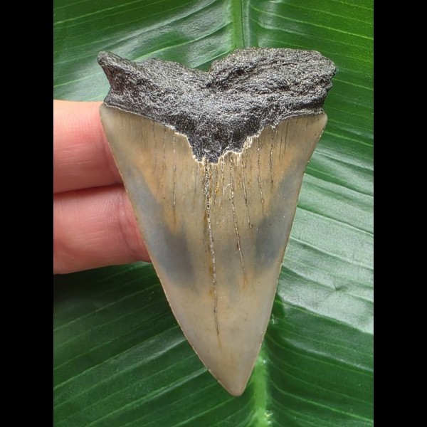 6.5 cm large and wide tooth of the Mako shark from the USA