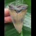 6.5 cm large and wide tooth of the Mako shark from the USA