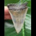 6.5 cm large and wide tooth of the Mako shark from the USA