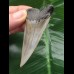 6.5 cm large and wide tooth of the Mako shark from the USA