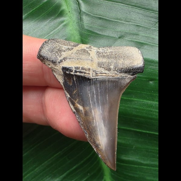 4.5 cm dark gray tooth of the Mako shark