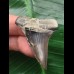 4.5 cm dark gray tooth of the Mako shark