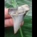 4.5 cm dark gray tooth of the Mako shark