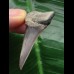 4.5 cm dark gray tooth of the Mako shark