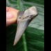 4.5 cm dark gray tooth of the Mako shark
