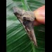 4.5 cm dark gray tooth of the Mako shark