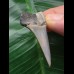 4.5 cm dark gray tooth of the Mako shark