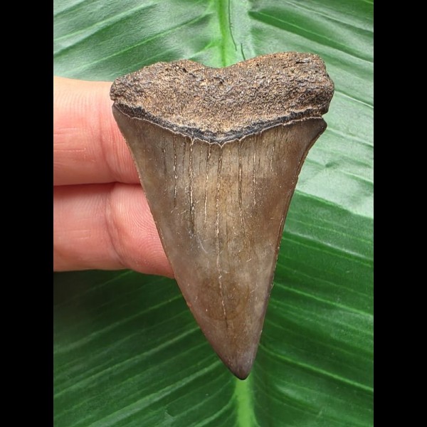 4.8 cm beautifully colored tooth of the Mako shark from the USA