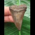 4.8 cm beautifully colored tooth of the Mako shark from the USA