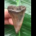 4.8 cm beautifully colored tooth of the Mako shark from the USA