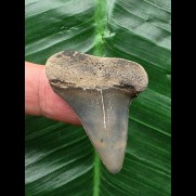 3.8 cm blue tooth of the Mako shark from the USA