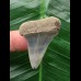 3.8 cm blue tooth of the Mako shark from the USA