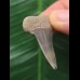 3.8 cm blue tooth of the Mako shark from the USA