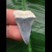 3.2 cm blue tooth of the Mako shark from Bone Valley