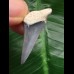 3.2 cm blue tooth of the Mako shark from Bone Valley