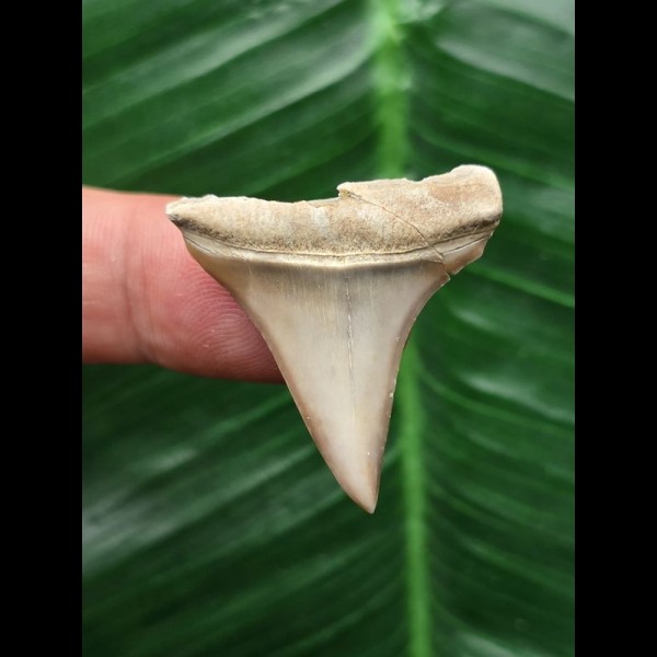 3.1 cm large pointed tooth of the Mako shark