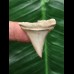 3.1 cm large pointed tooth of the Mako shark
