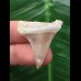 3.1 cm large pointed tooth of the Mako shark
