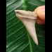 3.1 cm large pointed tooth of the Mako shark