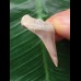 3.1 cm large pointed tooth of the Mako shark