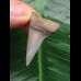 3,7 cm schöner hellblauer Zahn des Mako Hai aus Antwerpen